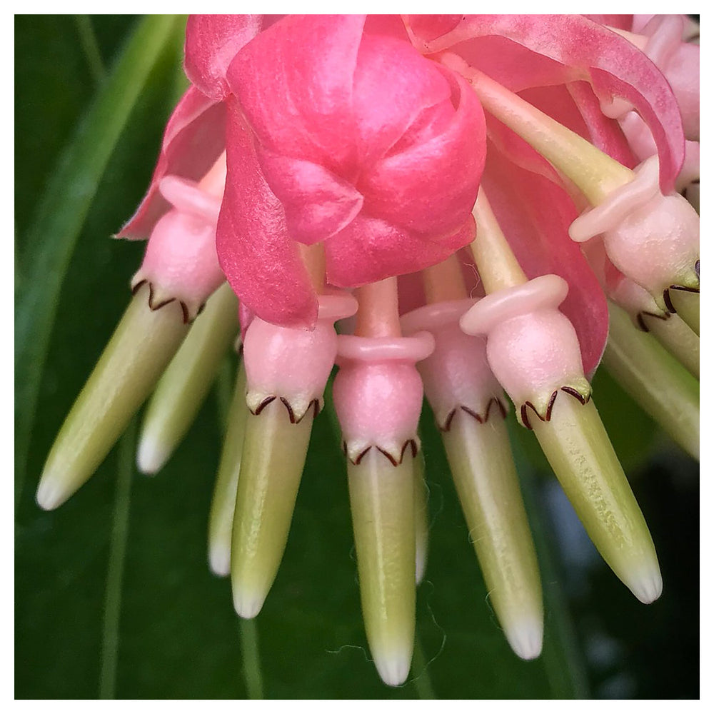 Heirloom Non-GMO Cavendishia Grandifolia Flower Seeds – Rare Tropical Garden Blooms for Planting | Neera Seeds product photo [neera-v4-f8de7d14c1c146f48dd4]