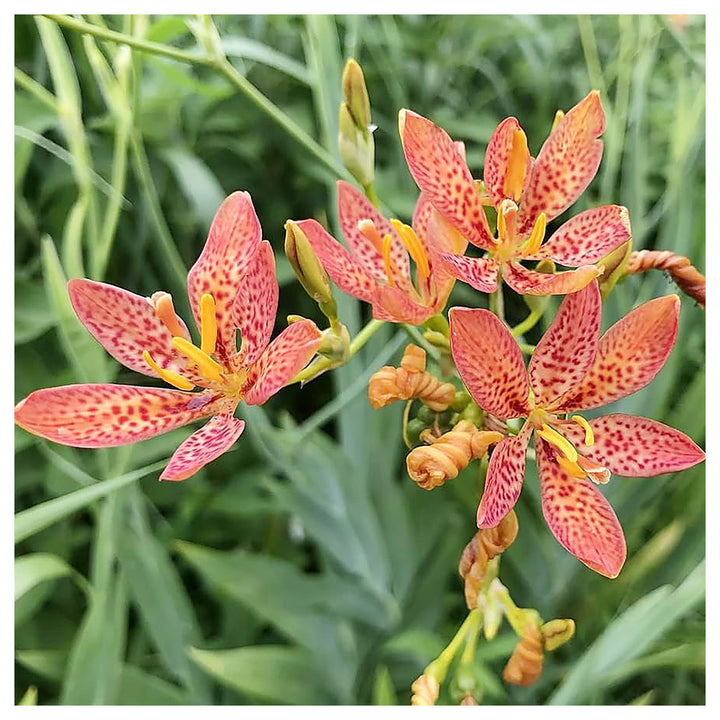 Blackberry Lily Flower Seeds – Heirloom Non-GMO Freckled Blooms for Unique Garden Planting | Neera Seeds product photo [neera-v4-f8e039ecf926a5a3b8eb]