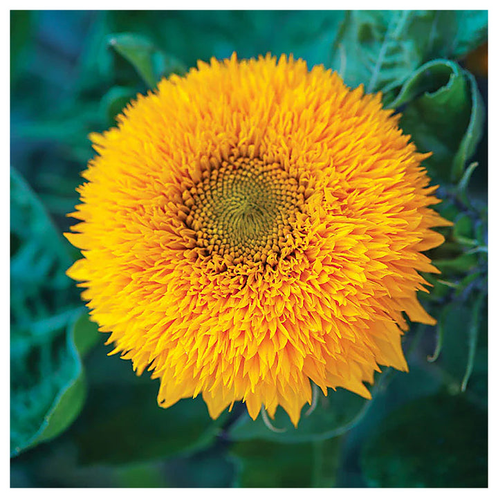 Teddy Bear Sunflower Seeds for Planting – Heirloom, Non-GMO, High Germination Organic Garden Flower Seeds | Neera Seeds product photo [neera-v4-f8f2455b1e9963b159be]