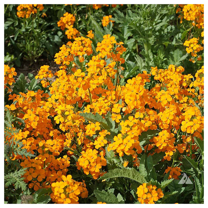 Heirloom Non-GMO Siberian Flower Seeds for Planting – Cold-Hardy Ornamental Garden Blooms | Neera Seeds product photo [neera-v4-f8f70643d51344e188cc]