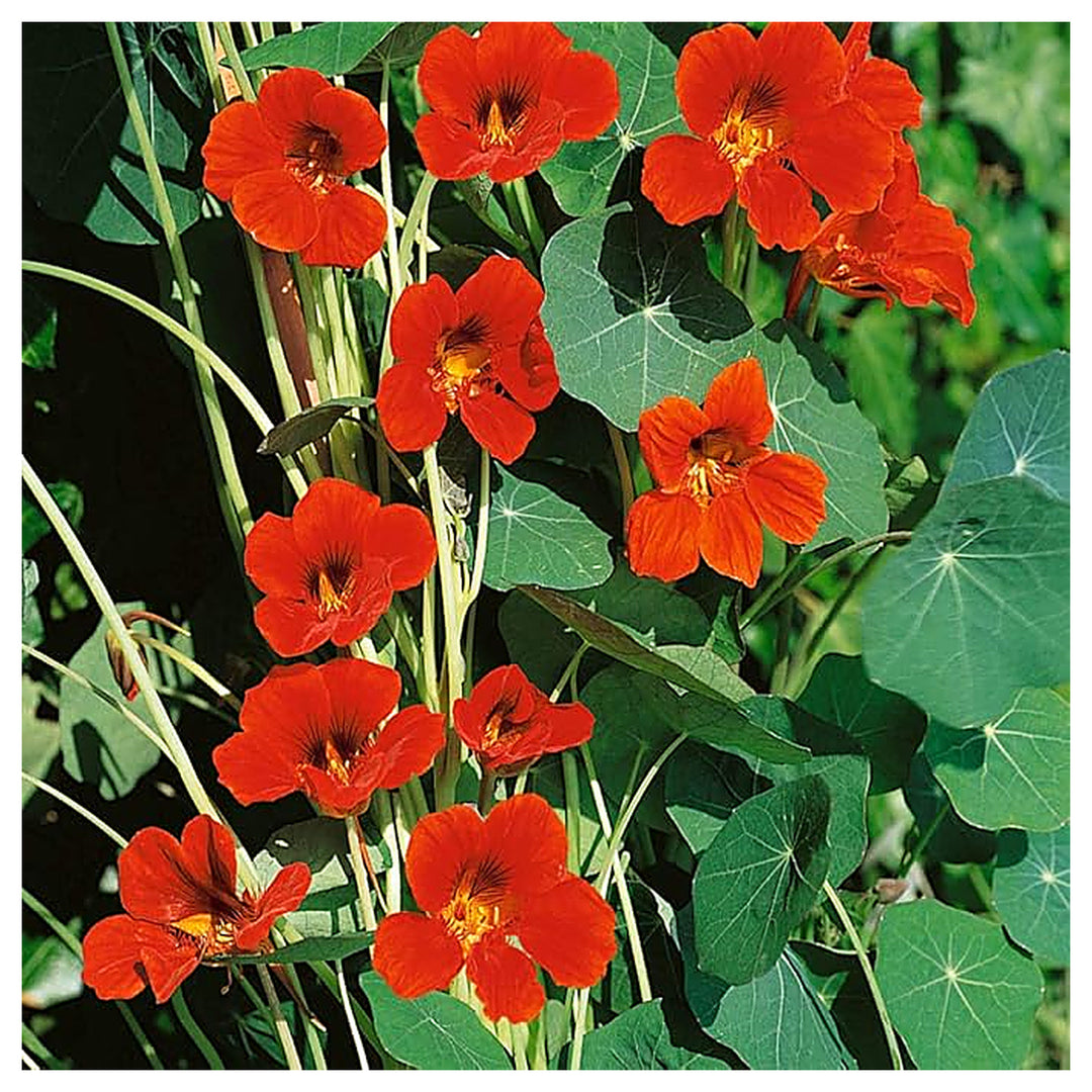 Organic Heirloom Non-GMO Orange Nasturtium Seeds for Planting – Bright Garden Blooms | Neera Seeds product photo [neera-v4-f8fbed41967baaa78af7]