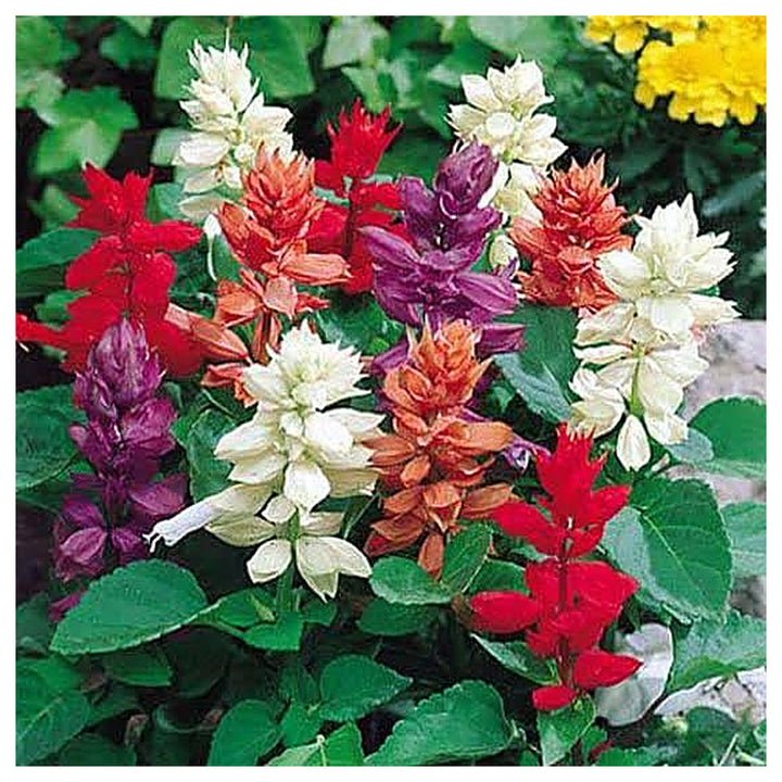 Salvia Splendens Flower Seeds – Vibrant Red Blooms, Heirloom &amp; Non-GMO Garden Seeds | Neera Seeds product photo [neera-v4-f90b26a44acaed8ce086]