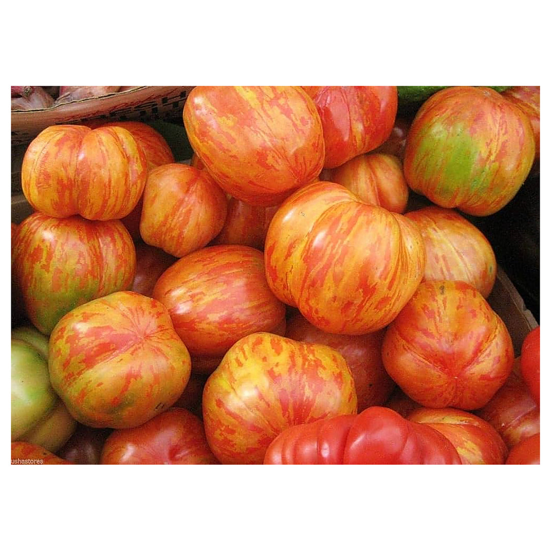 Heirloom Non-GMO Tigerella Tomato Seeds for Planting | Organic Garden High Germination Vegetable Seeds | Neera Seeds product photo [neera-v4-f9253959ffc762403ec7]