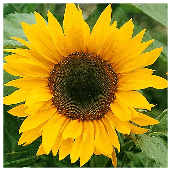 Skyscraper Sunflower Seeds – Heirloom, Non-GMO, High Germination Organic Garden Flower Seeds for Planting | Neera Seeds product photo [neera-v4-f933c5c90c92afbd3338]