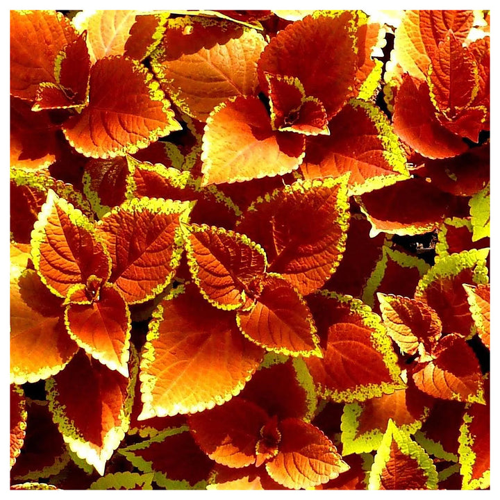 Heirloom Orange Green Coleus Flower Seeds for Planting – Non-GMO, Colorful Ornamental Foliage Variety | Neera Seeds product photo [neera-v4-f9340f99b2458f84c865]