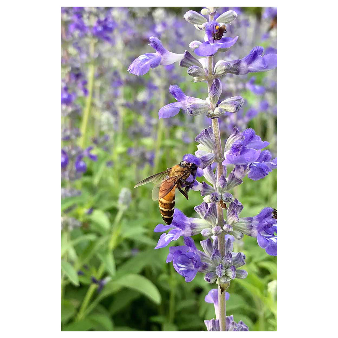 Sage Flower Seeds – Heirloom Non-GMO Herb Seeds for Fragrant and Medicinal Garden Use | Neera Seeds product photo [neera-v4-f936205533fb41376f8b]