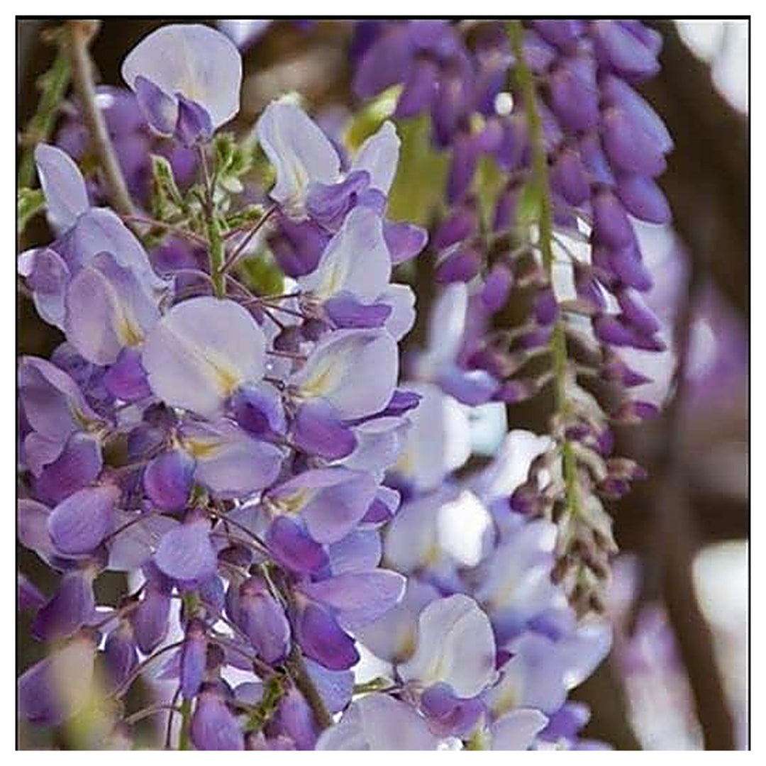 Japanese Wisteria Floribunda Purple Climbing Vine Seeds for Planting – Heirloom, Non-GMO | Neera Seeds product photo [neera-v4-f93f960fb16164d0064b]
