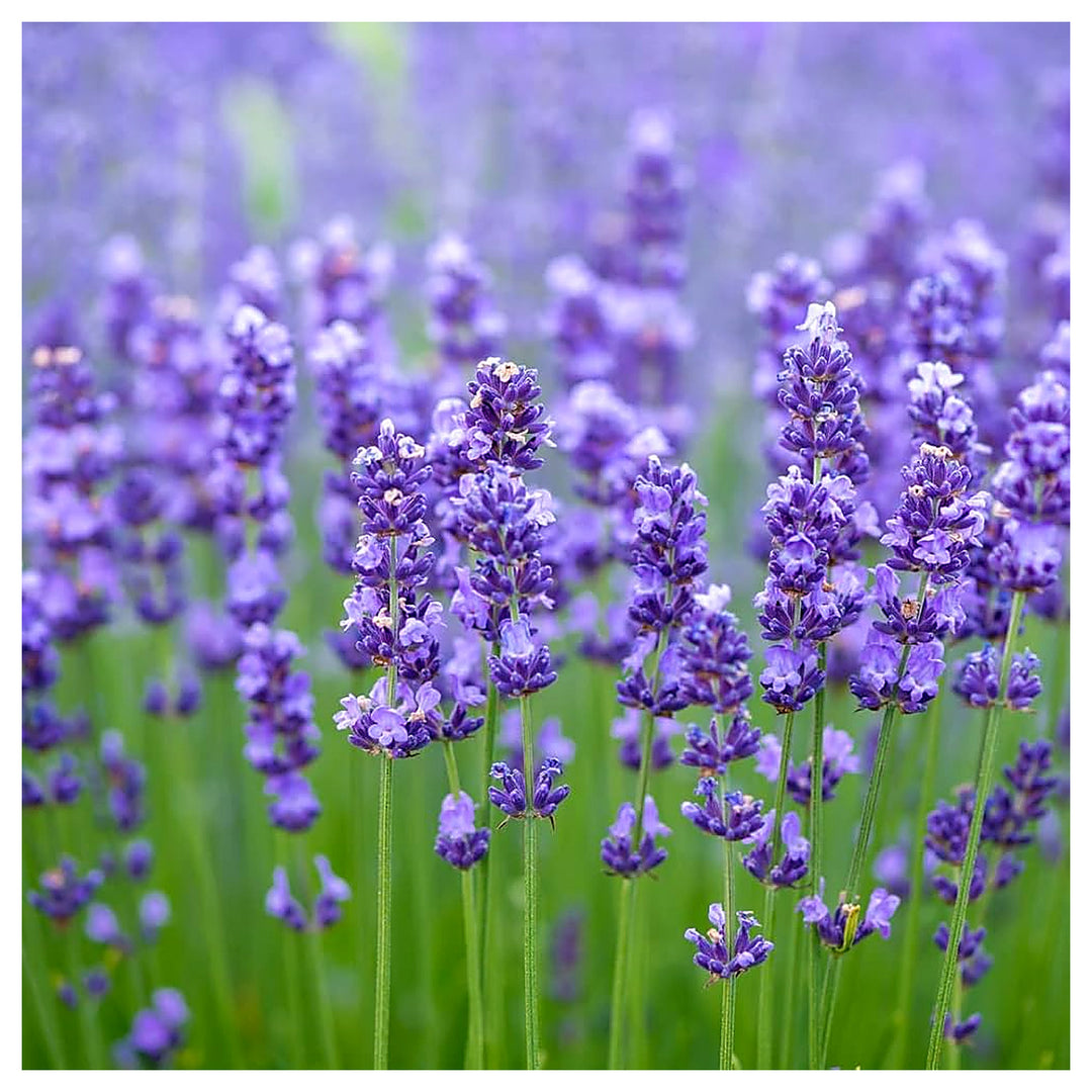 English Lavender Seeds for Planting – Heirloom Non-GMO Organic Garden Seeds with High Germination | Neera Seeds product photo [neera-v4-f945c12cfc9fce9fe2e6]