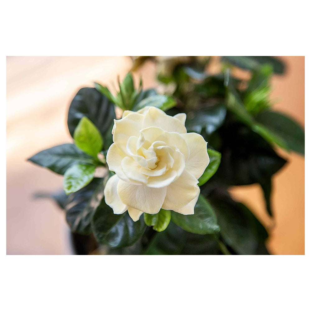 Heirloom Non-GMO Gardenia Flower Seeds for Planting – Fragrant White Evergreen Garden Blooms | Neera Seeds product photo [neera-v4-f95beb7ece1992eab604]