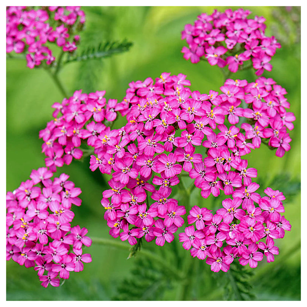 Heirloom Pink Yarrow Flower Seeds for Planting – Non-GMO, Vibrant Color Blooms | Neera Seeds product photo [neera-v4-f964bf4c489f6e7a649a]