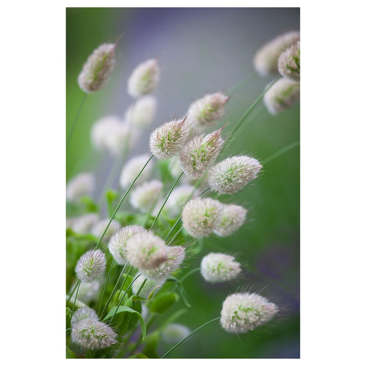Heirloom Non-GMO Lagurus Ovatus Flower Seeds for Planting – Bunny Tail Grass Ornamental Blooms | Neera Seeds product photo [neera-v4-f98ed0cad4bc8bec7c64]