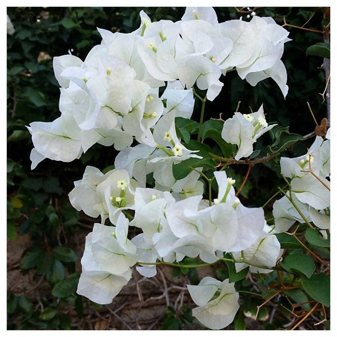 White Bougainvillea Flower Seeds for Planting – Heirloom, Non-GMO, High Germination Organic Garden Seeds | Neera Seeds product photo [neera-v4-f98f9fdee453e0be0f86]