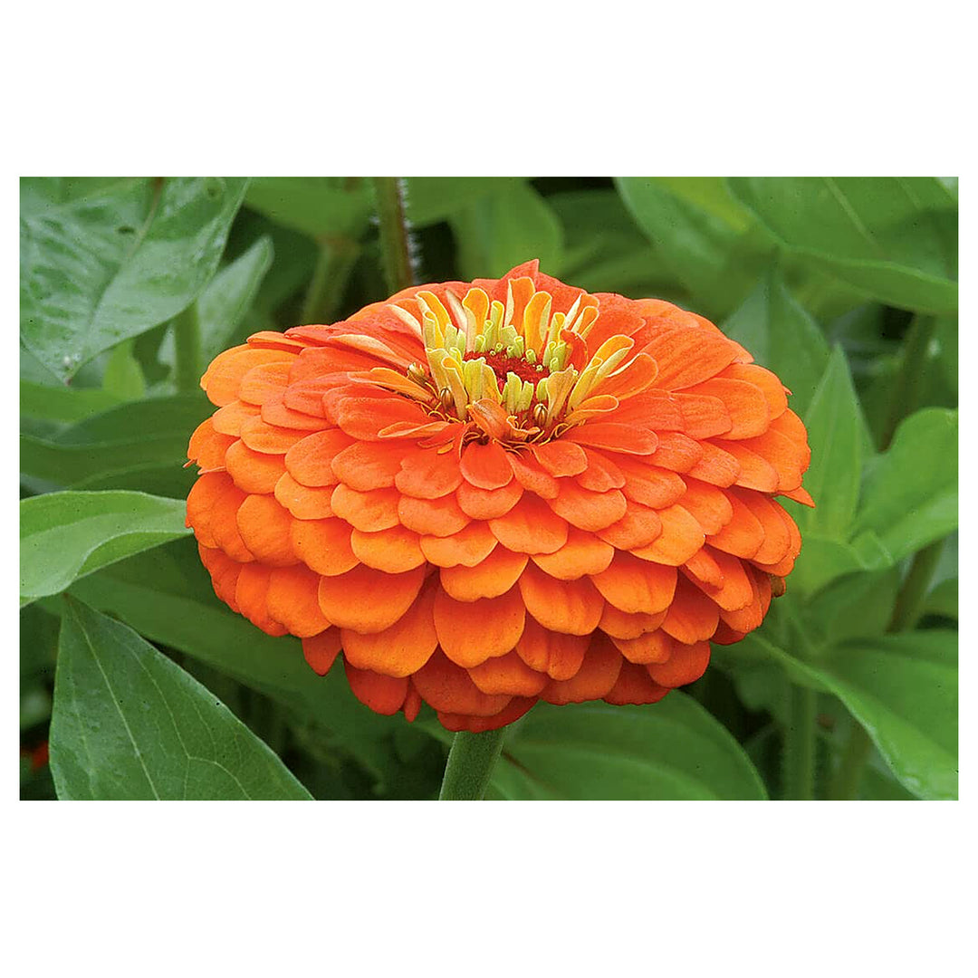 Orange Yellow Zinnia Flower Seeds for Planting – Heirloom Non-GMO High Germination Garden Seeds | Neera Seeds product photo [neera-v4-f99eb8a900eea0527f58]