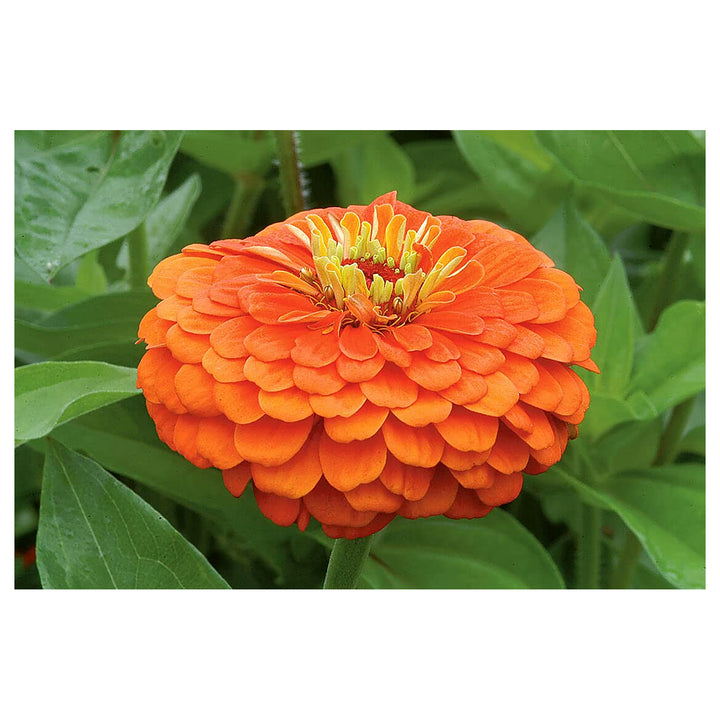 Orange Yellow Zinnia Flower Seeds for Planting – Heirloom Non-GMO High Germination Garden Seeds | Neera Seeds product photo [neera-v4-f99eb8a900eea0527f58]
