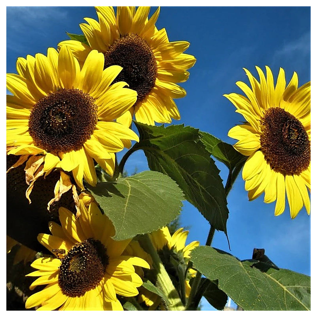 Organic Yellow Sunflower Flower Seeds for Planting – Heirloom, Non-GMO | Neera Seeds product photo [neera-v4-f9a20ec85a3e316b9cbc]