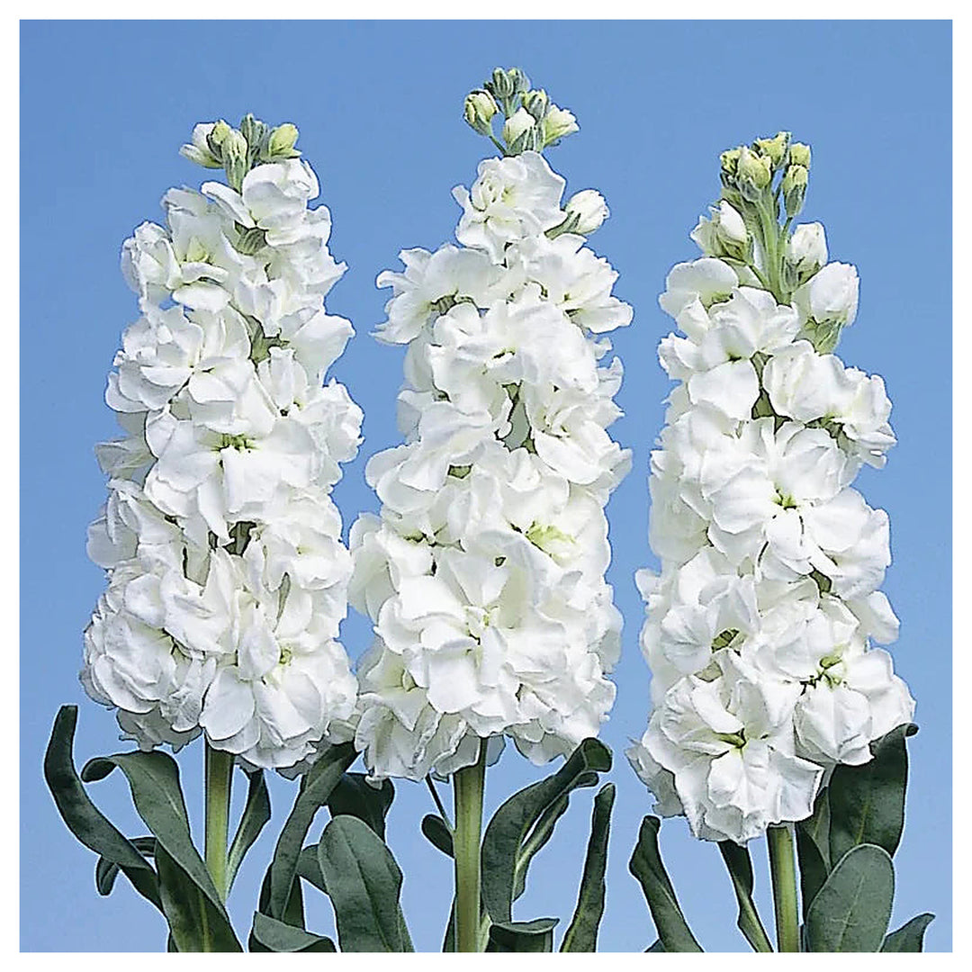 Heirloom Non-GMO White Evening Stock Flower Seeds for Planting – Fragrant Night Blooms for Garden Beds | Neera Seeds product photo [neera-v4-f9acd9dd2e86149bb999]