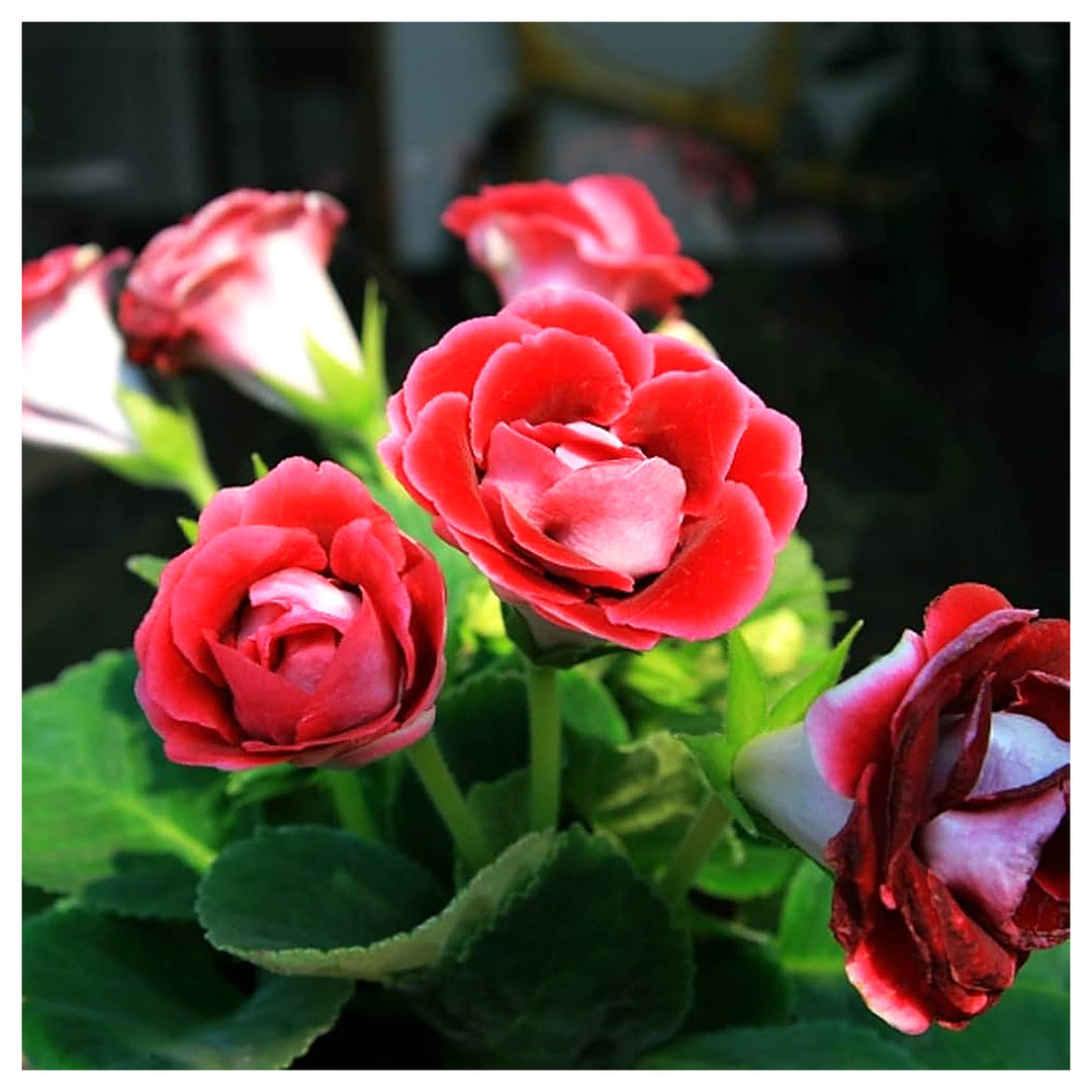 African Violet Flower Seeds Red for Planting - Heirloom, Non-GMO, High Germination Organic Indoor Garden Seeds | Neera Seeds product photo [neera-v4-f9b10b8ae5dc947ffef9]