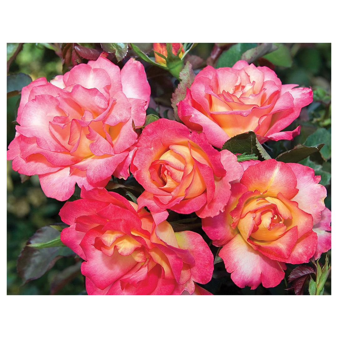 Sorbet Roses Floribunda Seeds for Planting – Heirloom Non-GMO Flower Garden Seeds | High Germination | Neera Seeds product photo [neera-v4-f9bc24302cfab5a91dab]
