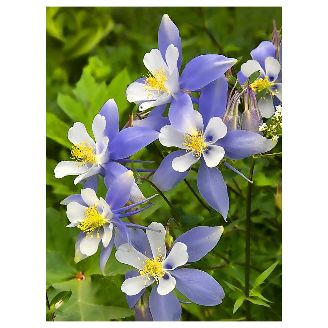 Heirloom Aquilegia Flower Seeds, Non-GMO Columbine Blooms for Colorful Garden Planting | Neera Seeds product photo [neera-v4-f9d6d902ae4c9a36fc71]
