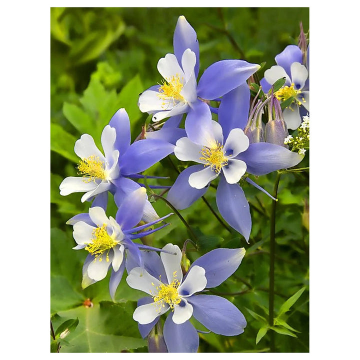 Heirloom Aquilegia Flower Seeds, Non-GMO Columbine Blooms for Colorful Garden Planting | Neera Seeds product photo [neera-v4-f9d6d902ae4c9a36fc71]