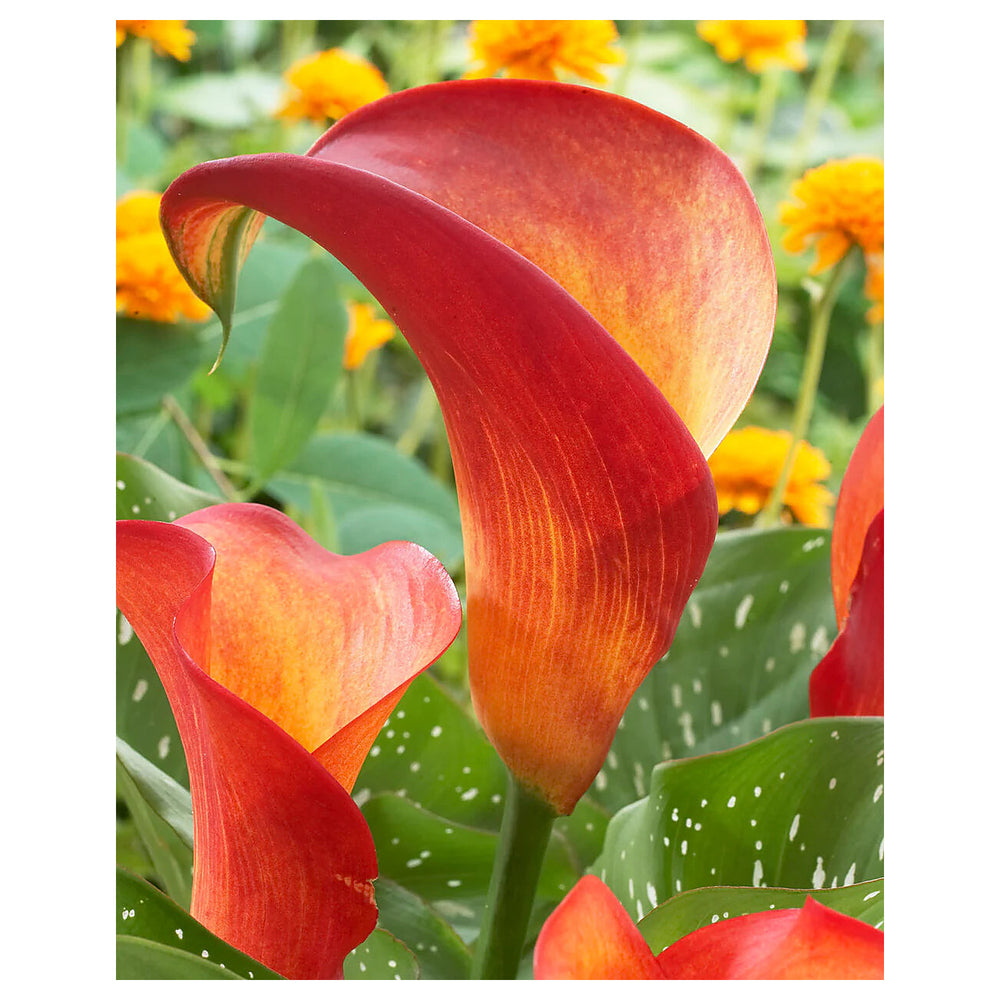 Heirloom Non-GMO Red Zantedeschia Aethiopica Flower Seeds for Planting – Elegant Calla Lily Blooms, High Germinatio | Neera Seeds product photo [neera-v4-f9ead41aac58fb7c6d86]