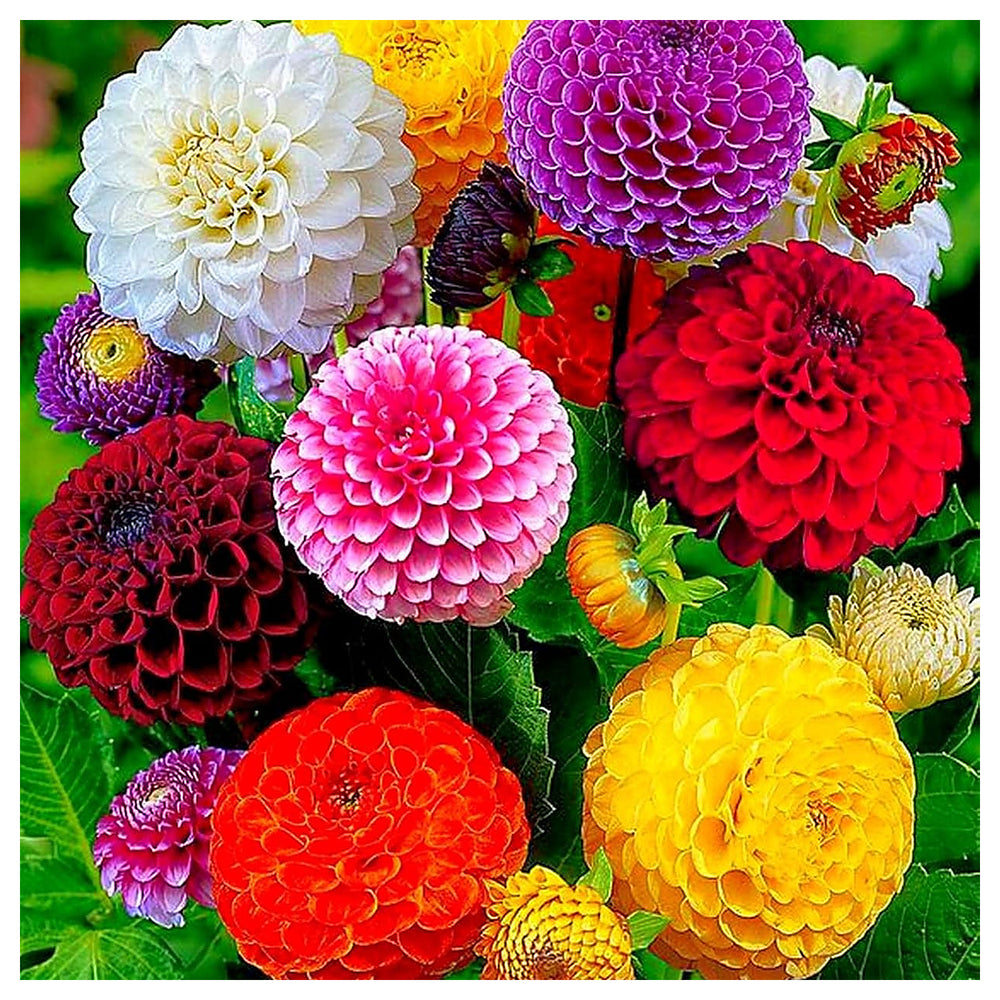 Dahlia Flower Seeds – Heirloom, Non-GMO Seeds for Planting Colorful Garden Blooms | Neera Seeds product photo [neera-v4-f9f407dc53e30b8b89a3]