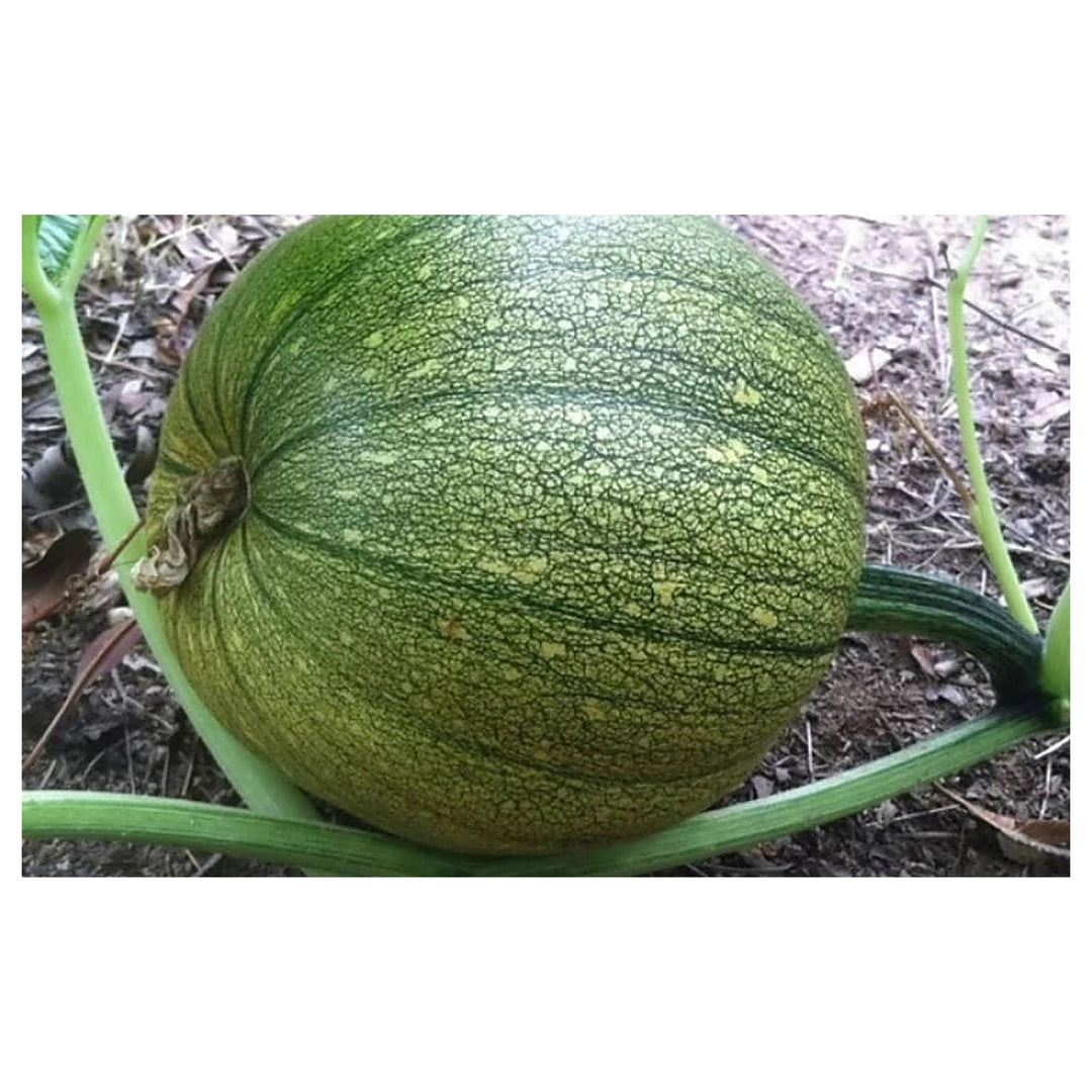 Jack-o’-lantern Pumpkin Seeds for Planting – Heirloom, Non-GMO, High Germination, Halloween Garden Favorite | Neera Seeds product photo [neera-v4-f9f433d828697757df9e]