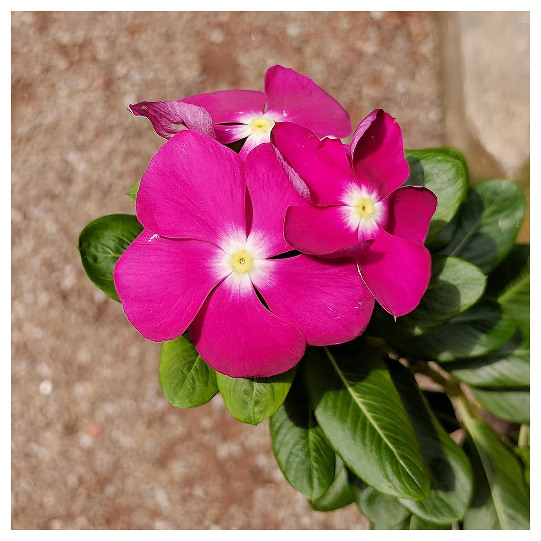 Vinca Catharanthus Roseus Flower For Planting Bright Blooms For Cottage Gardens Seasonal | Neera Seeds product photo [neera-v4-f9fbffdf5959032bedcf]