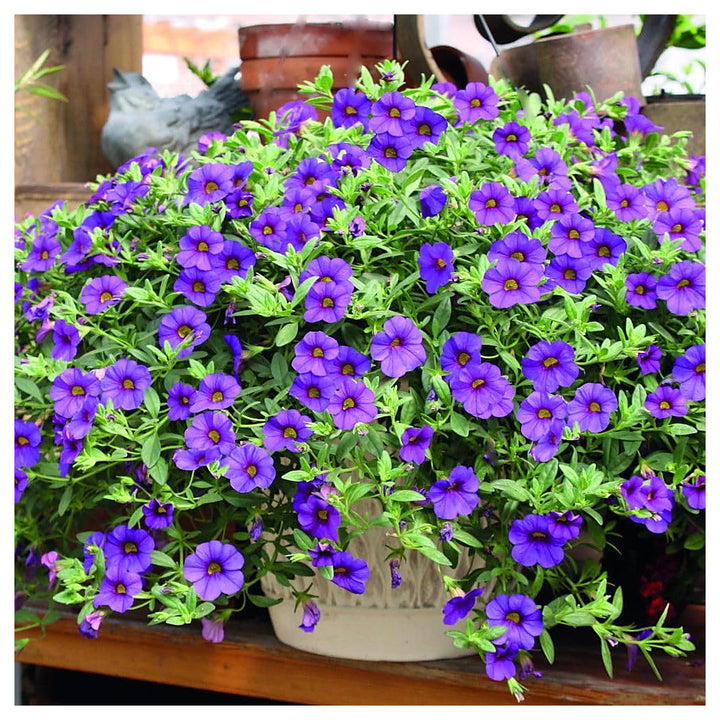 Heirloom Calibrachoa Flower Seeds for Garden Planting Non-GMO Mini Petunia Blooms for Hanging Baskets High Germinat | Neera Seeds product photo [neera-v4-fa001f2282b56e650851]