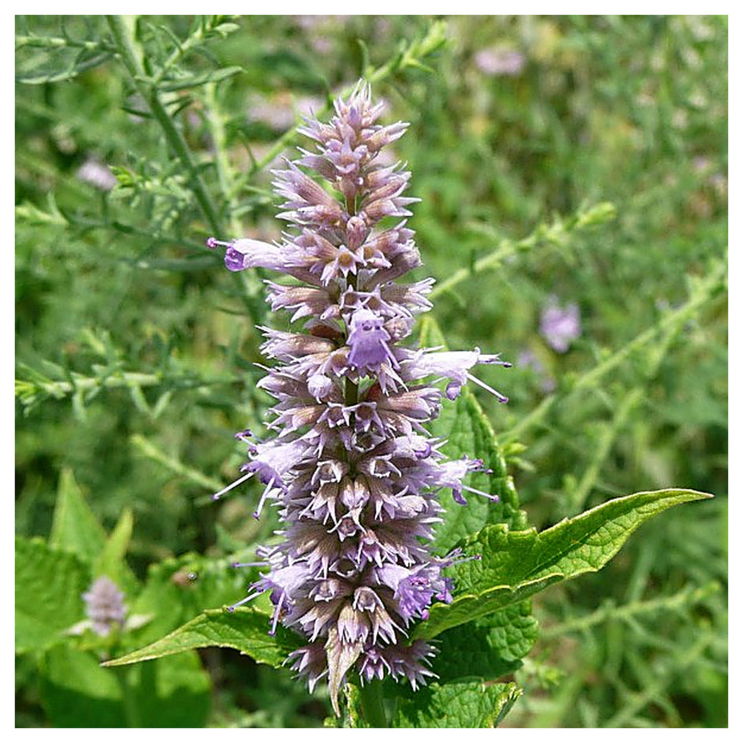 White Hyssop Agastache Foeniculum Giant Flower For Planting Pollinator Friendly For Backyard | Neera Seeds product photo [neera-v4-fa0d03631703a7854e55]