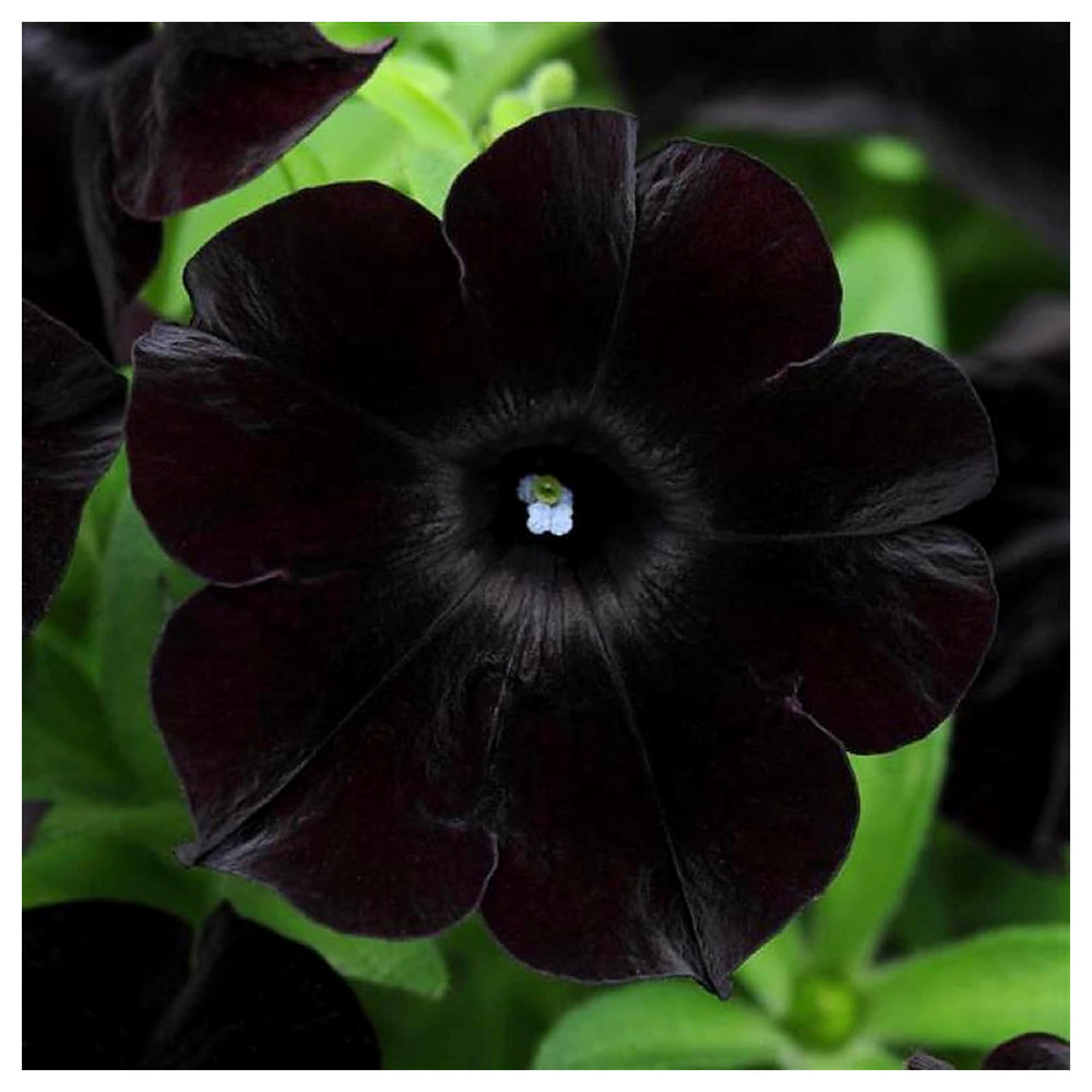 Black Petunia Flower Seeds for Garden Planting - Heirloom, NON-GMO Seeds - Easy to Grow Blooms | Neera Seeds product photo [neera-v4-fa156ee69d3f3a838104]