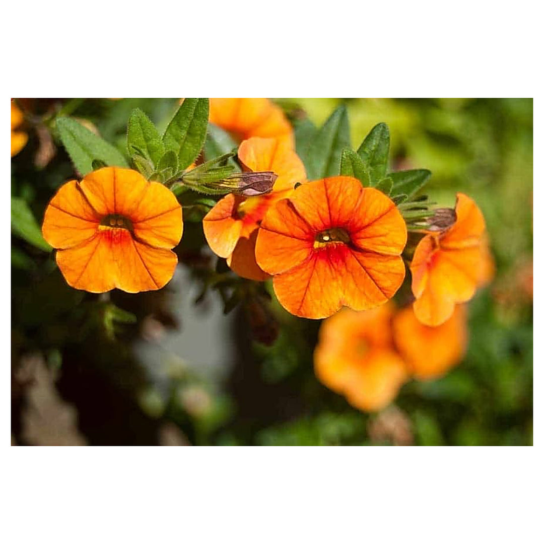 Orange Yellow Petunia Flower Seeds – Heirloom, Non-GMO, High Germination Organic Garden Seeds for Planting Vibrant  | Neera Seeds product photo [neera-v4-fa2147585677a3097dd7]