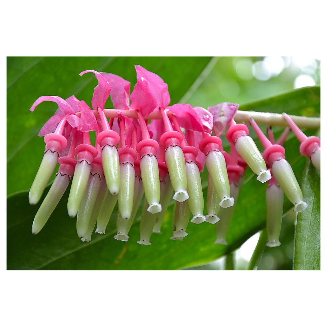Heirloom Non-GMO Cavendishia Grandifolia Flower Seeds – Rare Tropical Garden Blooms for Planting | Neera Seeds product photo [neera-v4-fa2374686a3cf5bddc94]