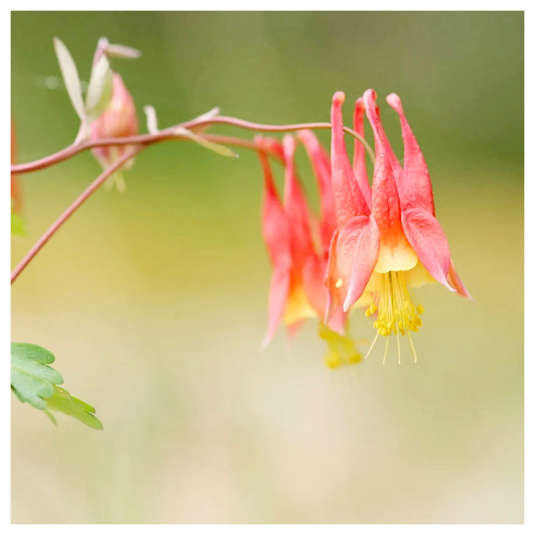 Red Akelei Wild Canadian Aquilegia Canadensis For Planting For Flower Bed And Urban Garden Flower | Neera Seeds product photo [neera-v4-fa2379b335d36459f480]