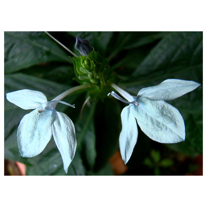 Heirloom Non-GMO Blue Ecbolium Viride Flower Seeds for Garden Landscaping and Home Gardening | Neera Seeds product photo [neera-v4-fa31e8e29fb9edd5e716]