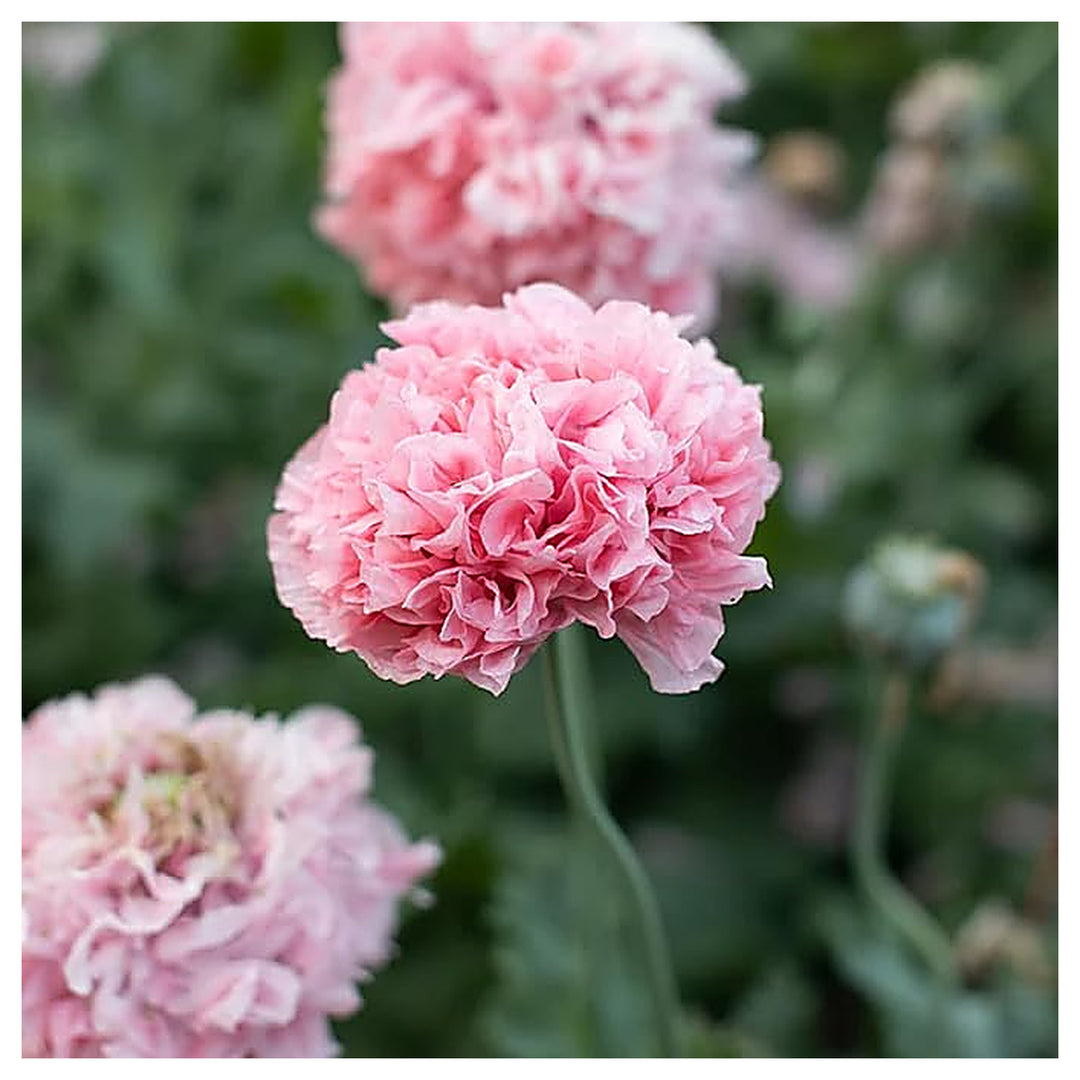 Double Pink Peony Heirloom Non-GMO Seeds for Planting – High Germination Organic Garden Seeds | Neera Seeds product photo [neera-v4-fa328691d454b90938e9]