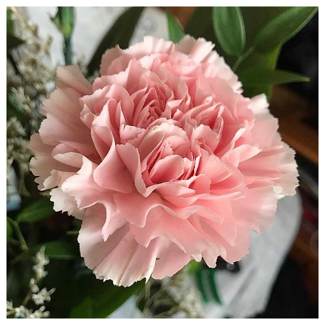 Light Pink Carnation Dianthus Seeds for Planting | Heirloom Non-GMO High Germination Organic Garden Flower Seeds | Neera Seeds product photo [neera-v4-fa38100c0b1447d143f5]