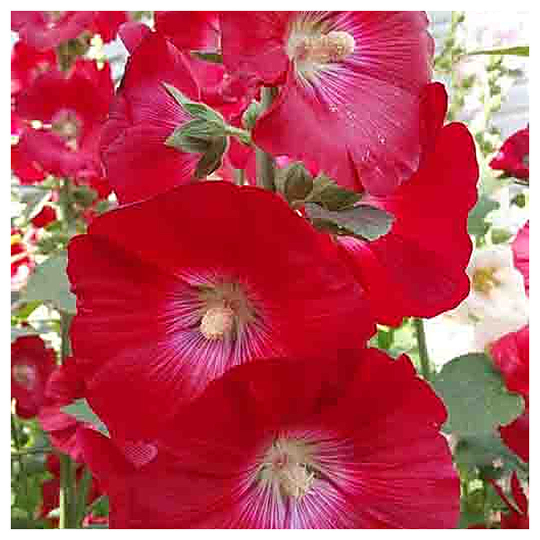 Alcea Red Hollyhock Seeds – Organic Heirloom Non-GMO Seeds for Planting – High Germination Garden Seeds | Neera Seeds product photo [neera-v4-fa4bdcdf4fdac72c0342]