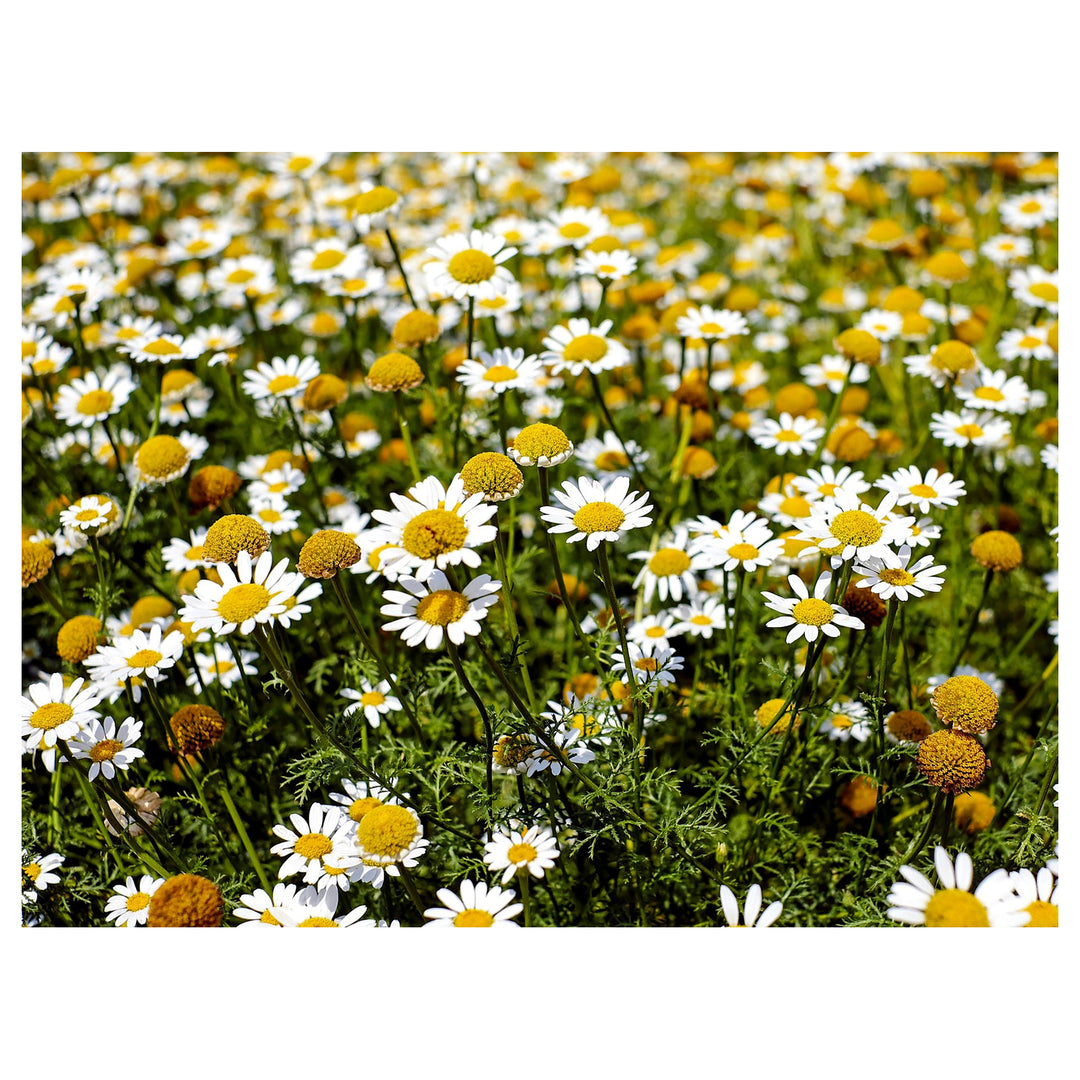 Chamaemelum Flower Seeds for Planting – Beautiful Chamomile Blooms for Garden & Pots | Neera Seeds product photo [neera-v4-fa559e8e2f660a206196]