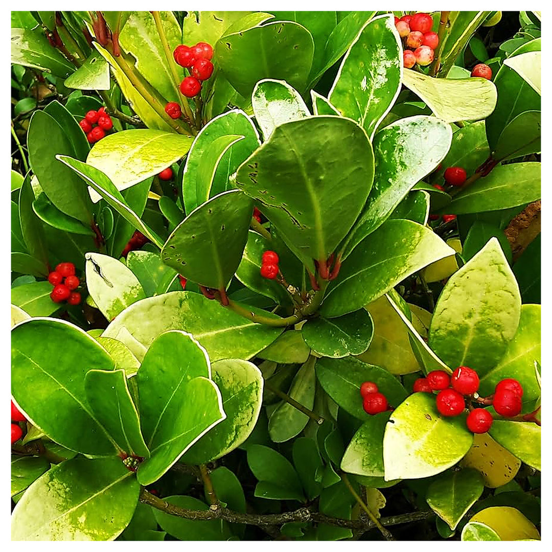 Red Gaultheria Flower Seeds for Planting – Hardy Evergreen Shrub, Fragrant Blooms &amp; Berries | Neera Seeds product photo [neera-v4-fa67dfafc661d1b587a8]