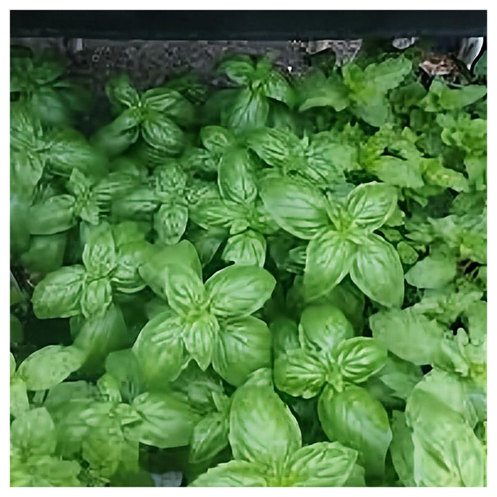 Italian Basil Herb Seeds for Planting – Heirloom, Non-GMO, High Germination Organic Garden Seeds for Culinary Garde | Neera Seeds product photo [neera-v4-fa6f3095c0b6d242d246]