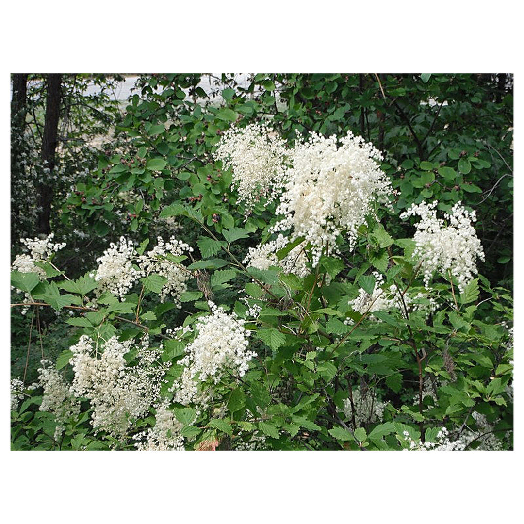 Heirloom Non-GMO Holodiscus Discolor Flower Seeds – Ornamental Shrub Seeds for Planting, High Germination Organic B | Neera Seeds product photo [neera-v4-fa8a283603173b48315c]