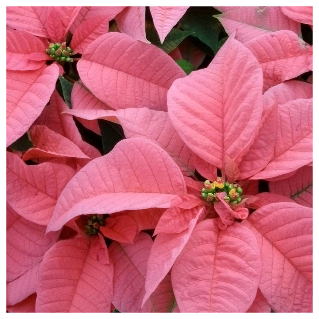 Heirloom Light Pink Euphorbia Pulcherrima Flower Seeds for Planting, Non-GMO | Neera Seeds product photo [neera-v4-faa58a9ee7f0fd626269]