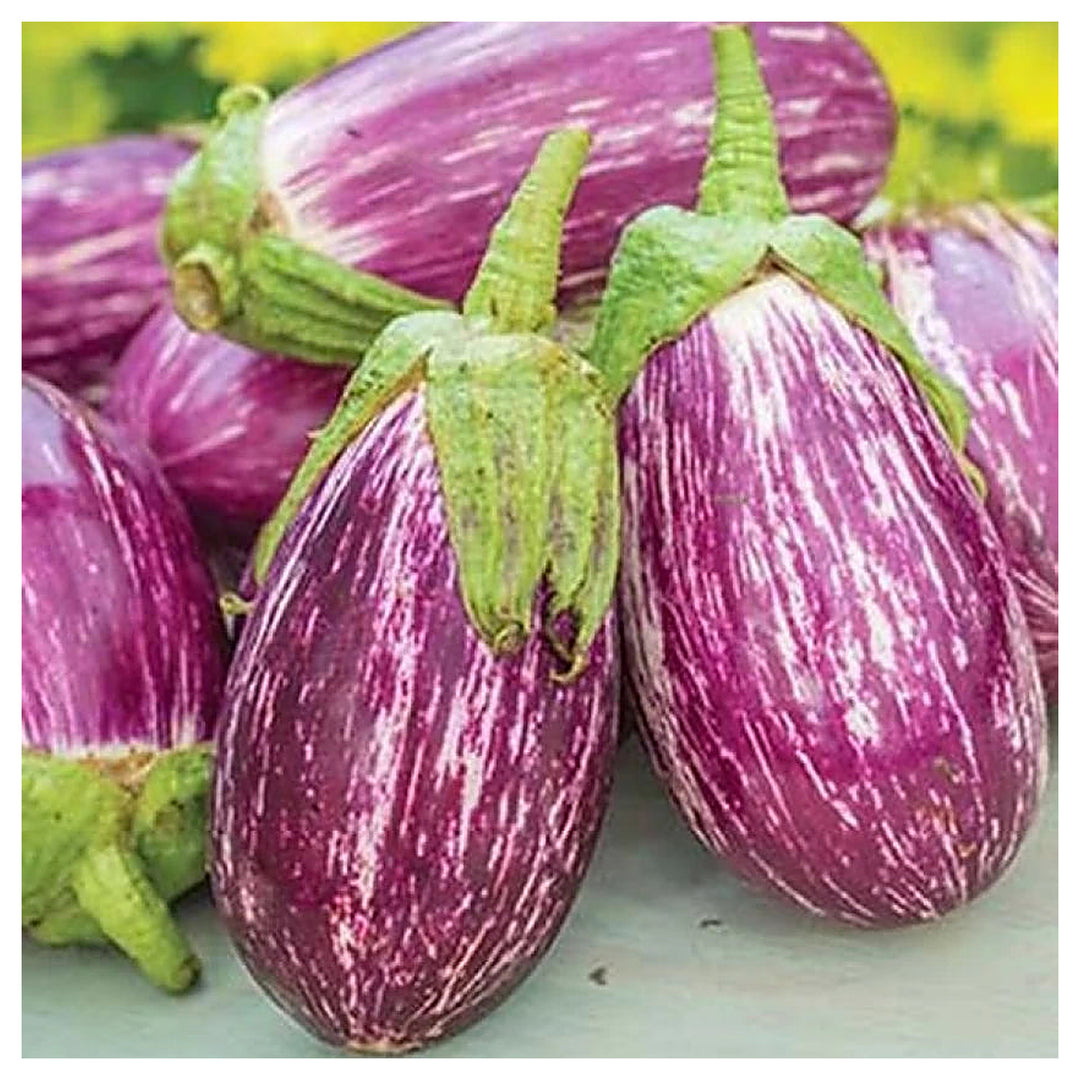 Listada De Gandia Eggplant Seeds for Planting – Heirloom, Non-GMO, Organic Garden Seeds with High Germination | Neera Seeds product photo [neera-v4-faa989a1aa03ca18fc7c]