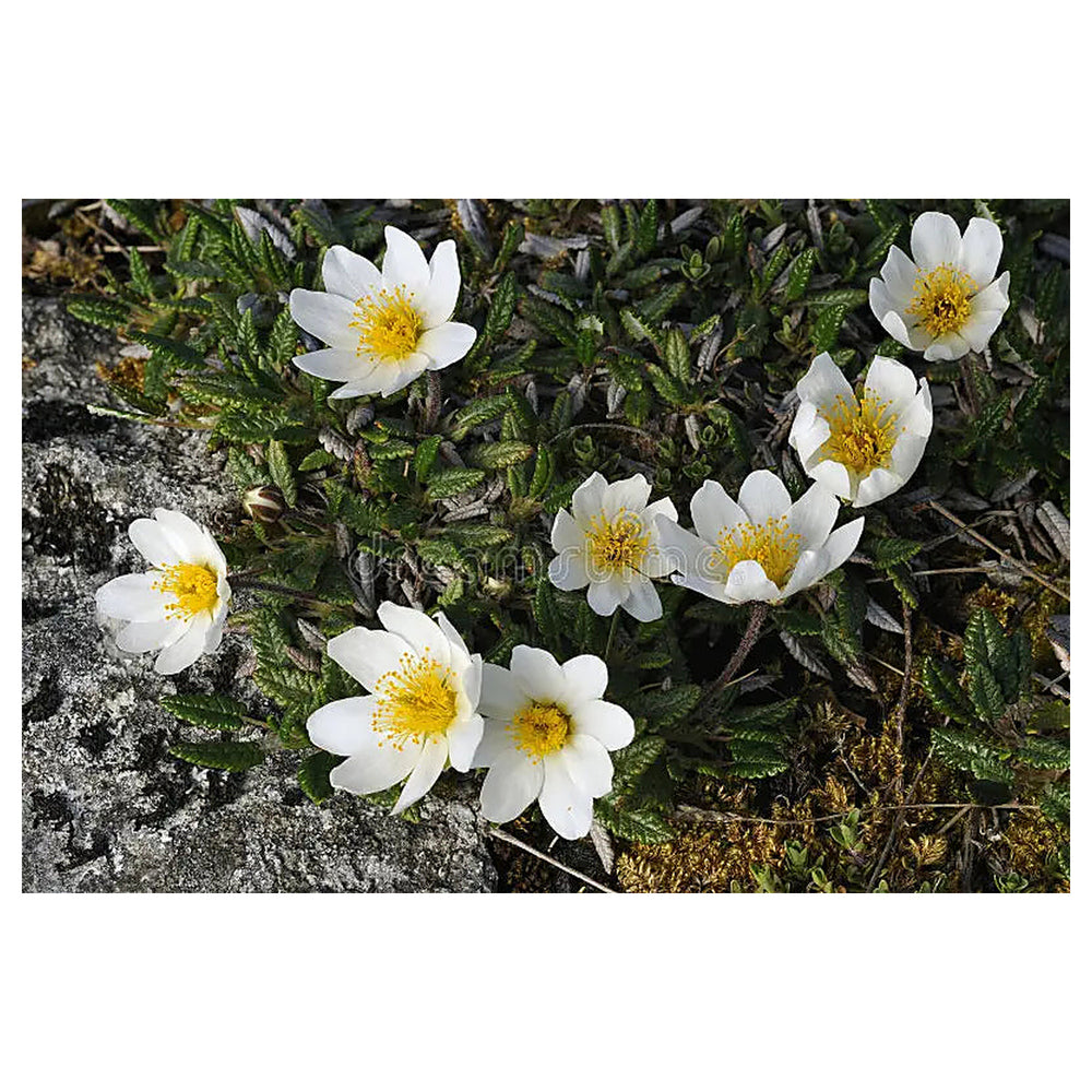 White Burren Flower Seeds for Planting – Heirloom, Non-GMO, High Germination Organic Garden Seeds | Neera Seeds product photo [neera-v4-faad54e5bfde10dc2b61]