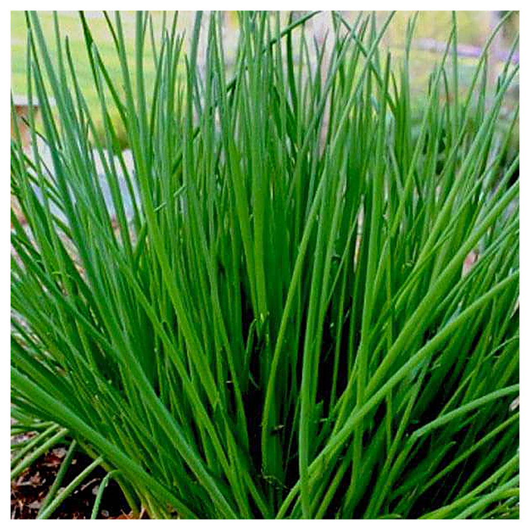 Chives Common Seeds for Planting – Heirloom, Non-GMO, Fast-Growing Herb | Neera Seeds product photo [neera-v4-fab22e2bb59f4617b75c]