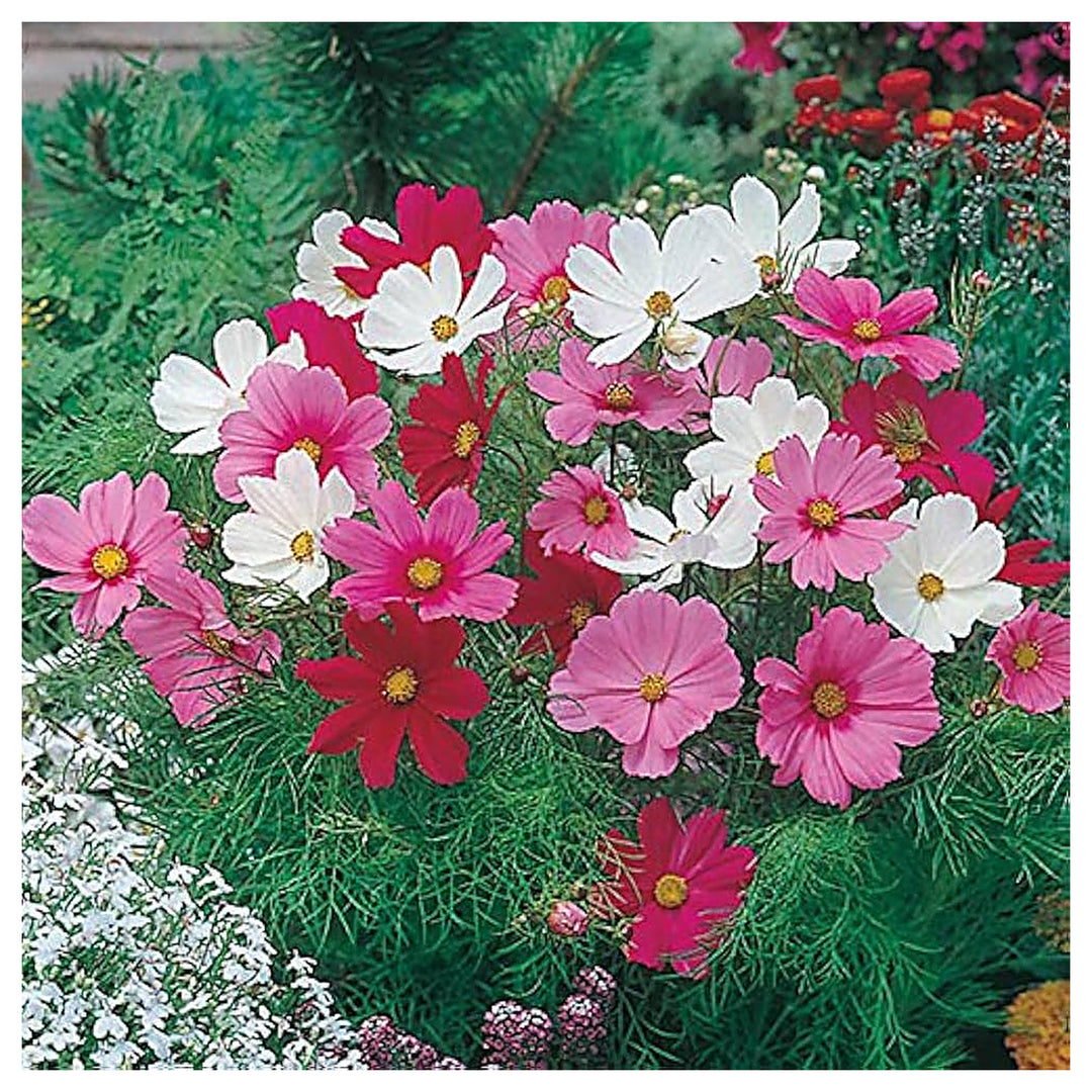 Dwarf Schwefel Cosmos Mix Flower Seeds Home Garden Planting, Exotic Organic Blooming Collection | Neera Seeds product photo [neera-v4-fabd0b1fba5b2cbce49d]