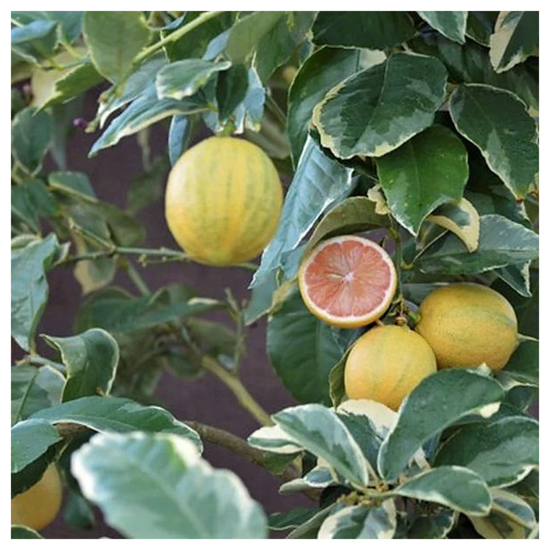 Pink Eureka Lemon Variegated Fruit Seeds for Planting – Refreshing, Zesty Citrus Fruits, 100 pcs, Heirloom & Non-GM | Neera Seeds product photo [neera-v4-fac102eb0e2ee4438943]