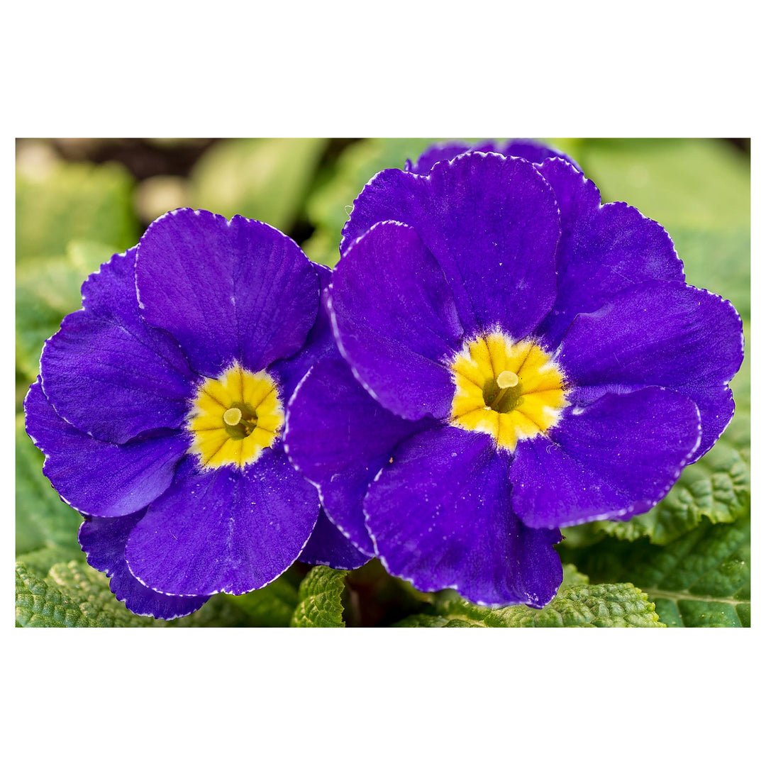 Primula Malacoides Flower Seeds for Planting – Heirloom, Non-GMO, Violet Yellow, High Germination Garden Seeds | Neera Seeds product photo [neera-v4-fac2746bcd915d8649b8]