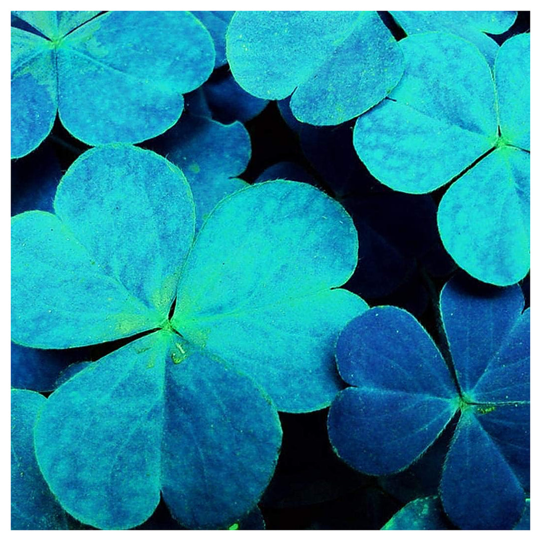 Sky Blue Leaf Clover Plant Seeds - Lucky Clover Garden Seeds -Heirloom & Non-GMO Seeds for planting | Neera Seeds product photo [neera-v4-fac98ab1519a06f75240]